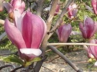 ̫�O�²����O(sh��)�乫˾���쾰ɫ